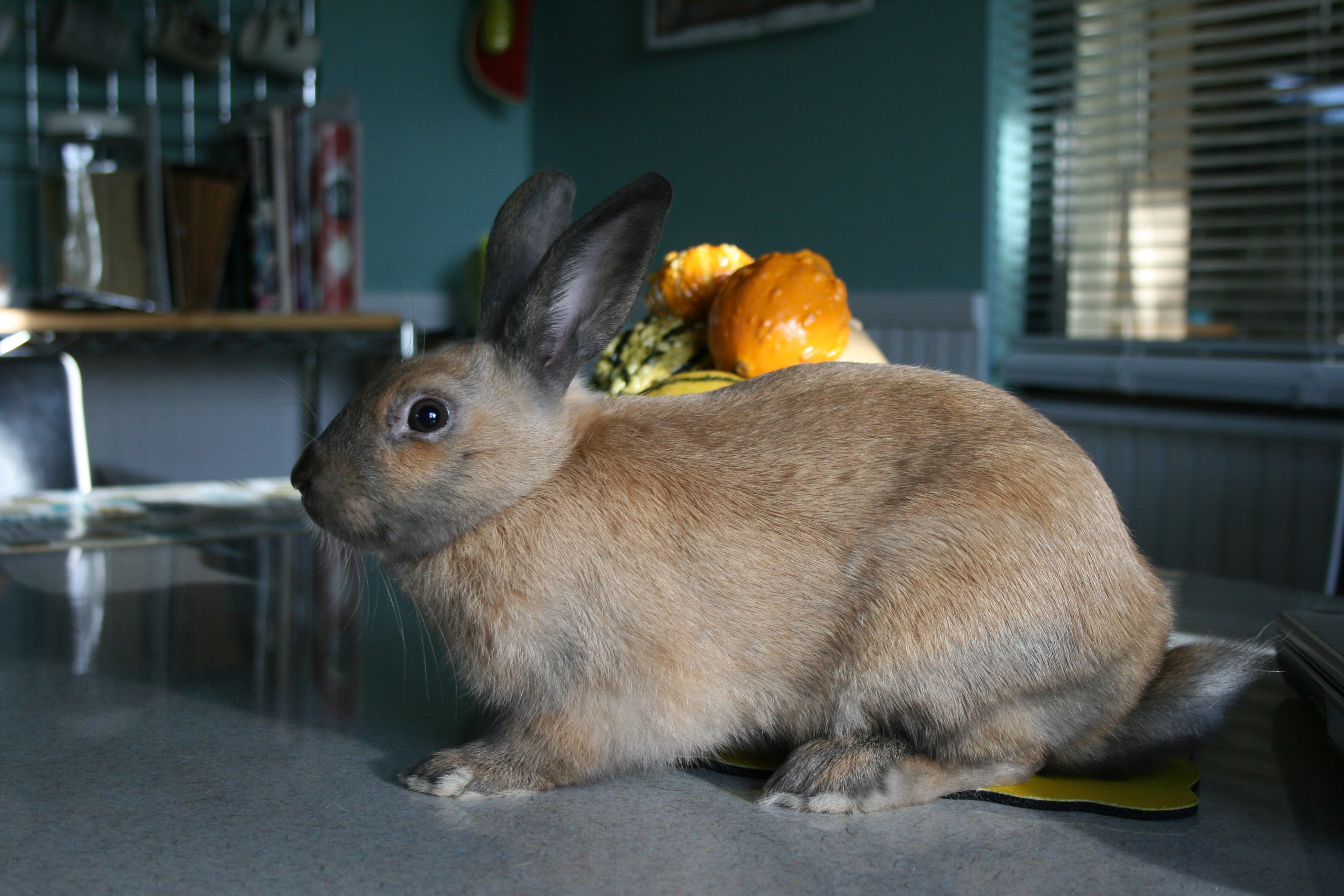 Toxic Bunny [dot] net